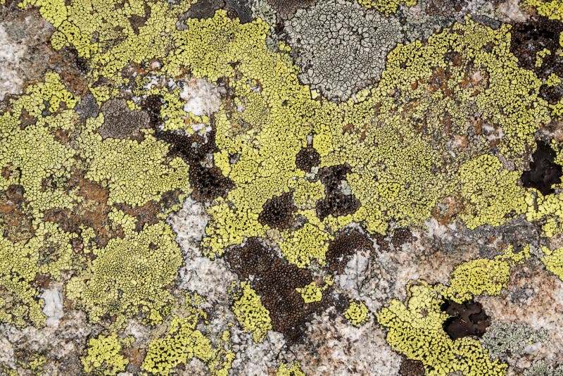 36 030 Stone Moss Texture Photos Free Royalty Free Stock Photos From Dreamstime