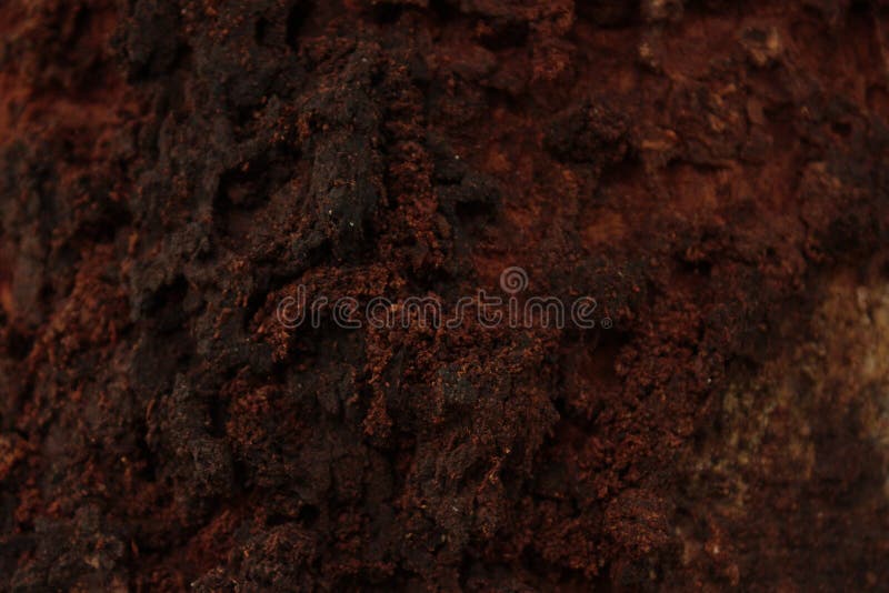 Abstract background of tree bark. abstract of a tree trunk pattern occupied by an ant nest