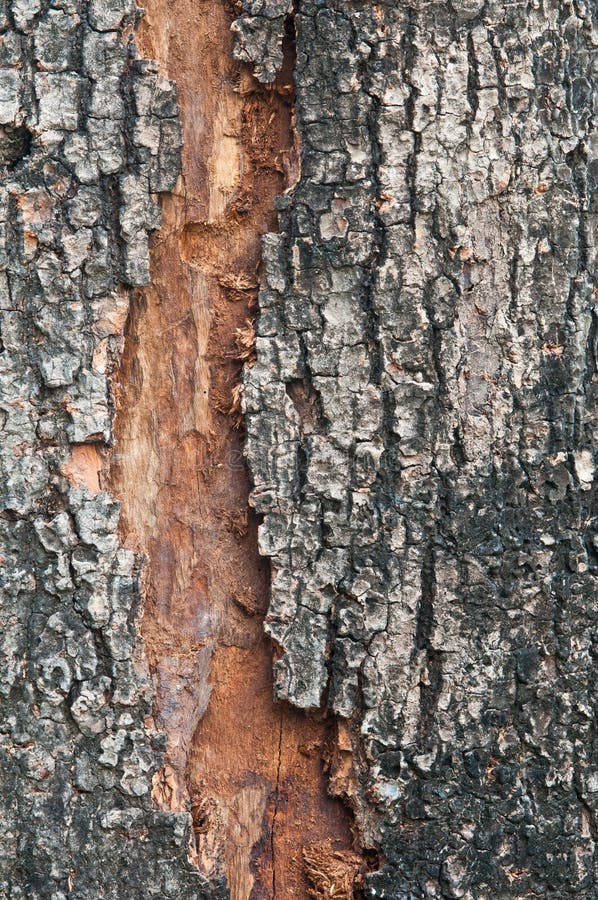 tree bark texture