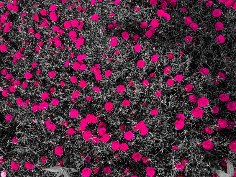 Abstract Background Wallpaper HD Quality Pink Flowers Colour and Black  Stock Image - Image of wallpaper, colour: 156814853