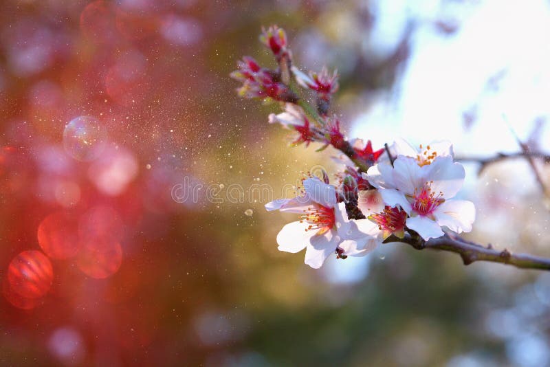 Abstract background of white cherry tree