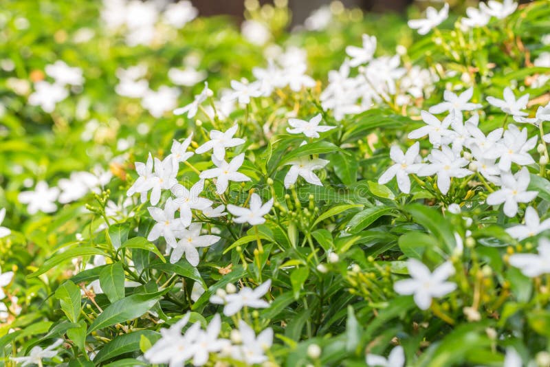 Abstract Background Of White Flowers Bush Of Sampaguita Jasmine Stock