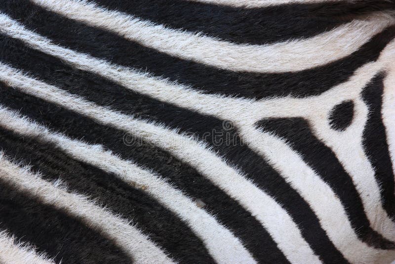 abstract background of zebra stripe