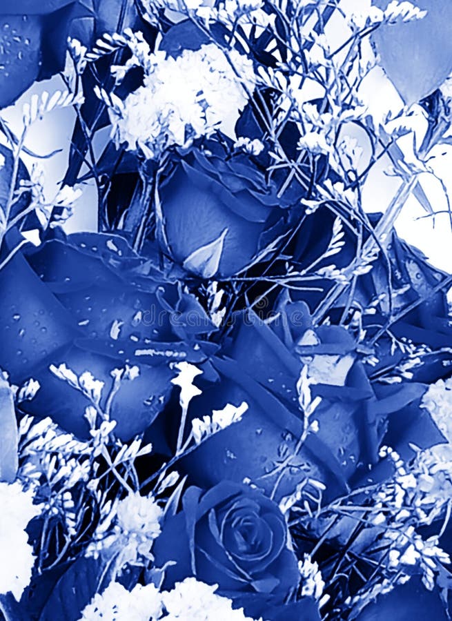 Abstract Beautiful Dark Blue Rose Flower. Dark Blue Roses for the