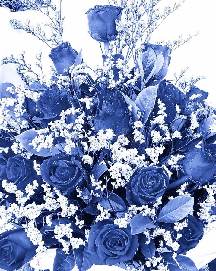 Abstract Beautiful Dark Blue Rose Flower. Dark Blue Roses for the ...