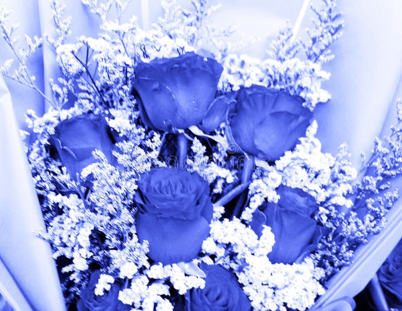 Abstract Beautiful Dark Blue Rose Flower. Dark Blue Roses for the ...