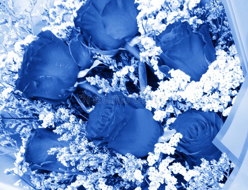 Abstract Beautiful Dark Blue Rose Flower. Dark Blue Roses for the