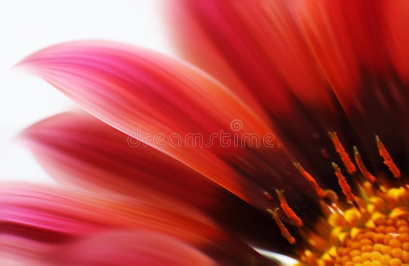 Abstract beautiful flower