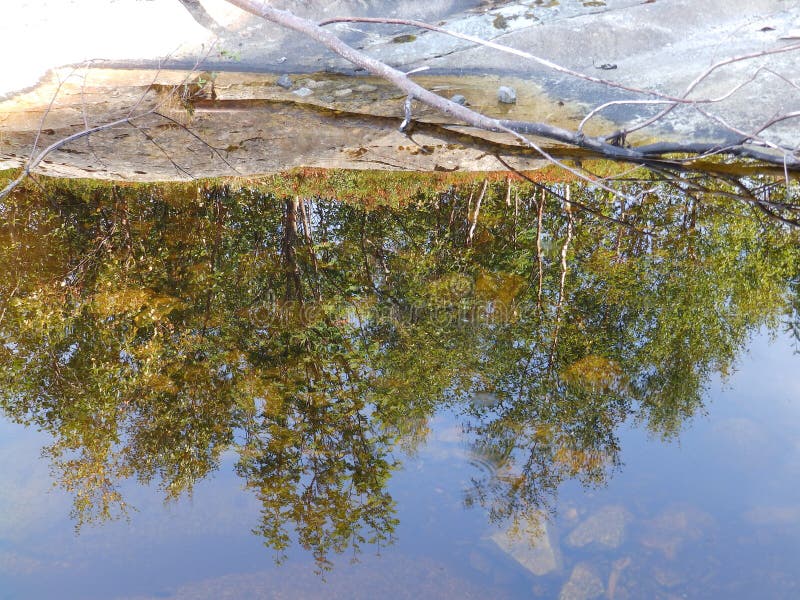 Tree Reflections In Water Early Spring Landscape Stock Image Image