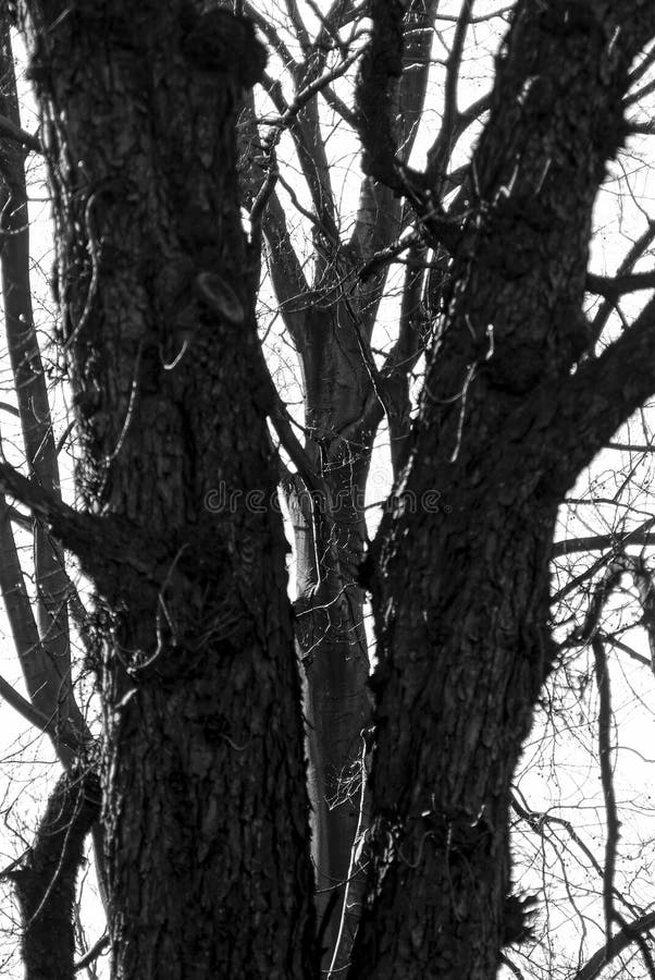 Three trees - one tree out of three. royalty free stock photos