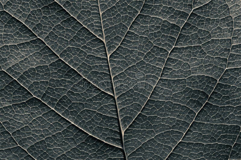 Abstract Black and White Leaf Texture Stock Photo - Image of large,  background: 156477684