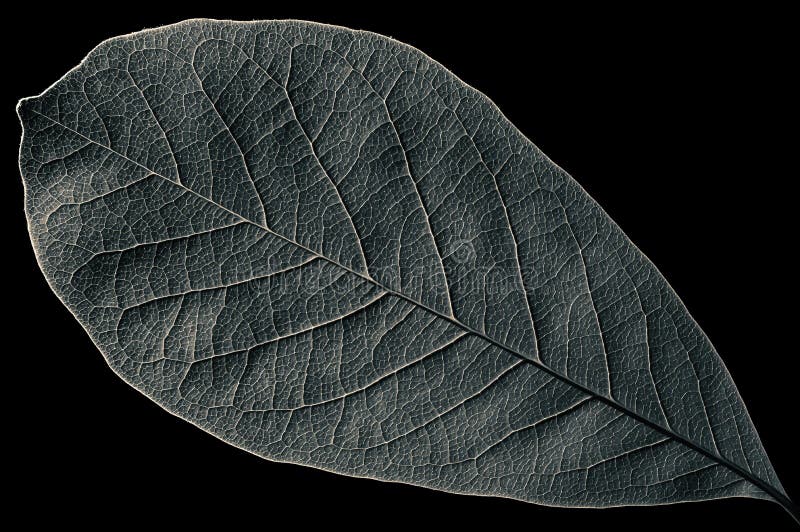 Abstract Black and White Leaf Texture Stock Photo Image of grow