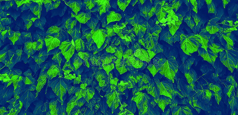 Abstract Blue and Green Leaves Background Stock Photo - Image of