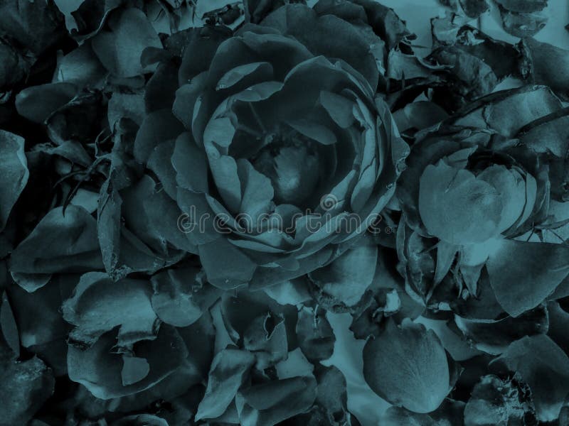 Abstract Blue Rose Flower Background Wallpaper Stock Photo Image of