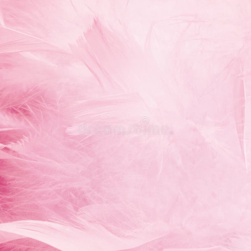 Royalty-Free photo: Pink and white feathers