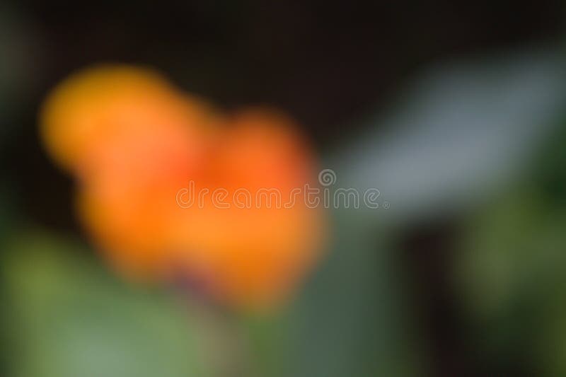 Abstract Photo from Orange Flower Stock Image Image of light, grass