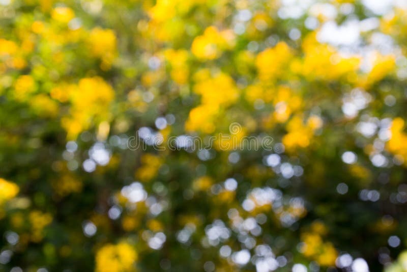 Abstract blur yellow, green and white color bokeh background stock images Abstract blur yellow, green and white color bokeh background stock images