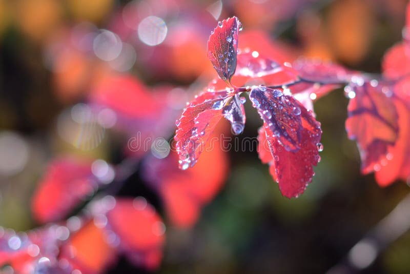 Abstract blurred autumn background of red leaves of barberry. Leaves with shining drops of dew. Soft focus, bokeh. Autumn garden stock image Abstract blurred autumn background of red leaves of barberry. Leaves with shining drops of dew. Soft focus, bokeh. Autumn garden stock image