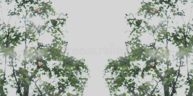 Abstract blurred image of green foliage background vector illustration