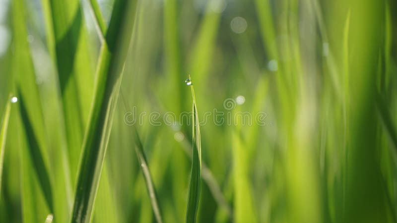Abstract blurred image of rice seedling leaf green and fresh, and closeup nature view of green leaf on blurred greenery background. Background from rice seedling leaf with dew drops. Season stock photo image stock images, royalty-free photos and pictures