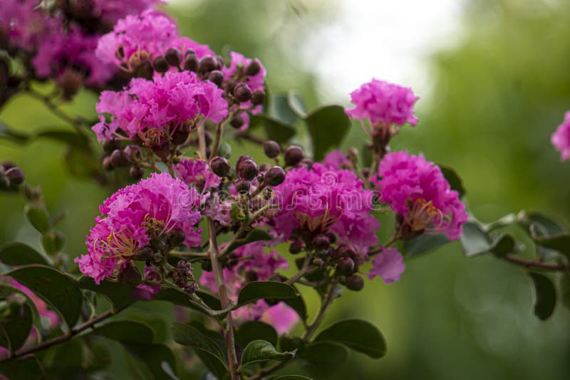 Abstract and blurred of lagerstroemia indica Pink flowers bloom into beautiful groups.
