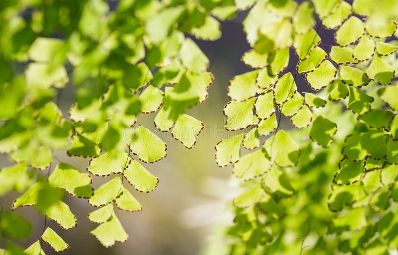 Abstract blurred natural backgrounds with green foliage