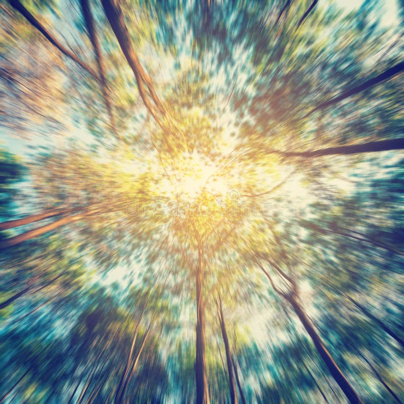 Abstract blurred pine tree forest with sunlight and shadows stock photos Abstract blurred pine tree forest with sunlight and shadows stock photos