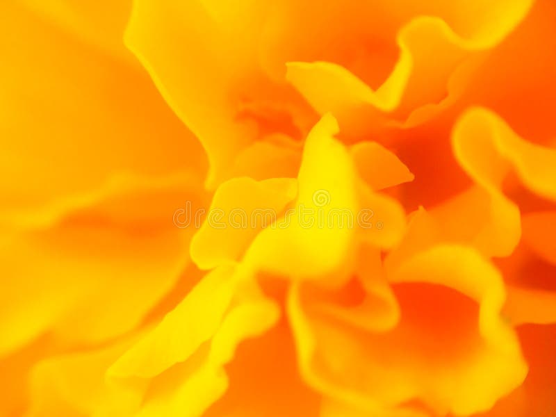 Abstract blurred yellow-orange flower texture