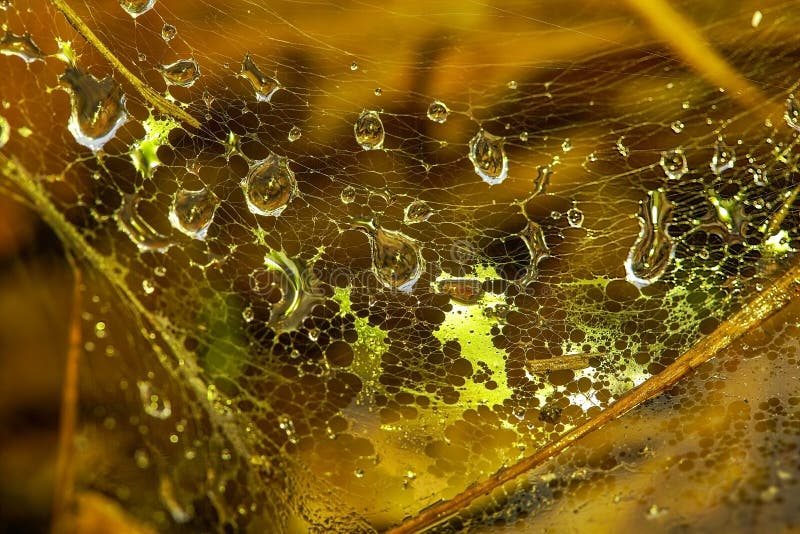 Abstract blurry background. Autumn background. Copy space Blurred cobwebs in dew. Abstract with shiny dew drops. Blurry lights of dew on a yellow-brown background