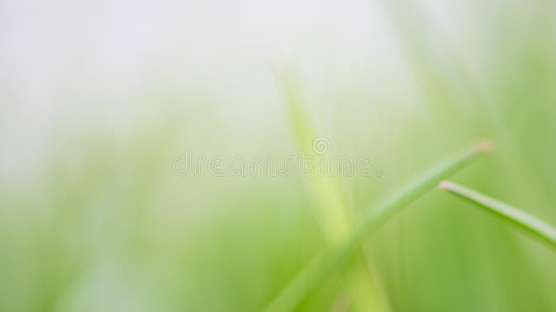 Abstract Blurry Background of Green Environment. Concept - Clean Environment  Stock Image - Image of environment, spring: 145500285