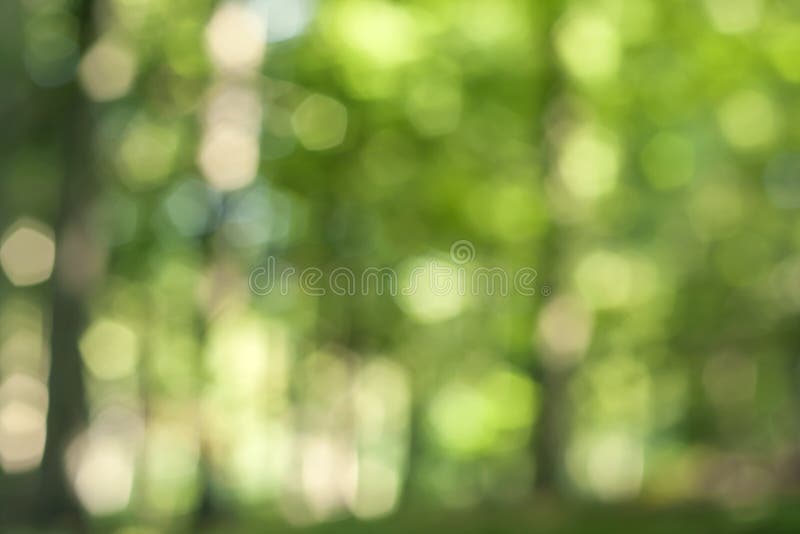 Abstract blurry forest stock image. Image of seasonal - 46887213