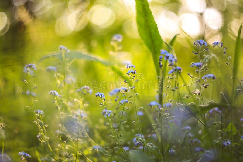 Abstract bright blurred background with spring and summer small blue flowers and plants. With beautiful bokeh in the sunlight. Abstract bright blurred background royalty free stock images