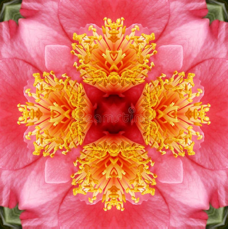 Abstract Camelia background