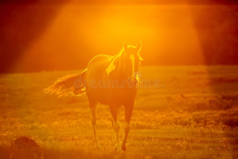 Abstract cameraeffect van een paard op een landbouwgrond royalty-vrije stock fotografie Abstract cameraeffect van een paard op een landbouwgrond royalty-vrije stock fotografie