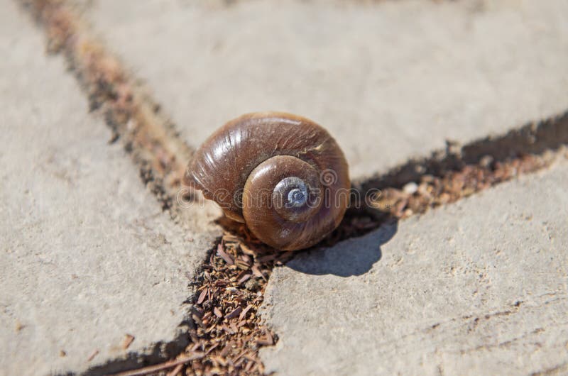 Closeup detail of an aquatic snail shell on stone path stock image