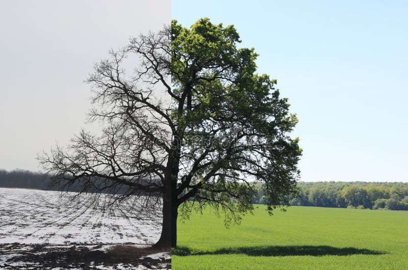 Abstract collage with different sides of tree with changing seasons from summer with green grass and to winter with cold whi