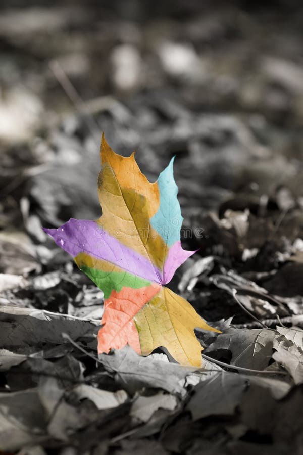 Abstract colorful autumn leaf.