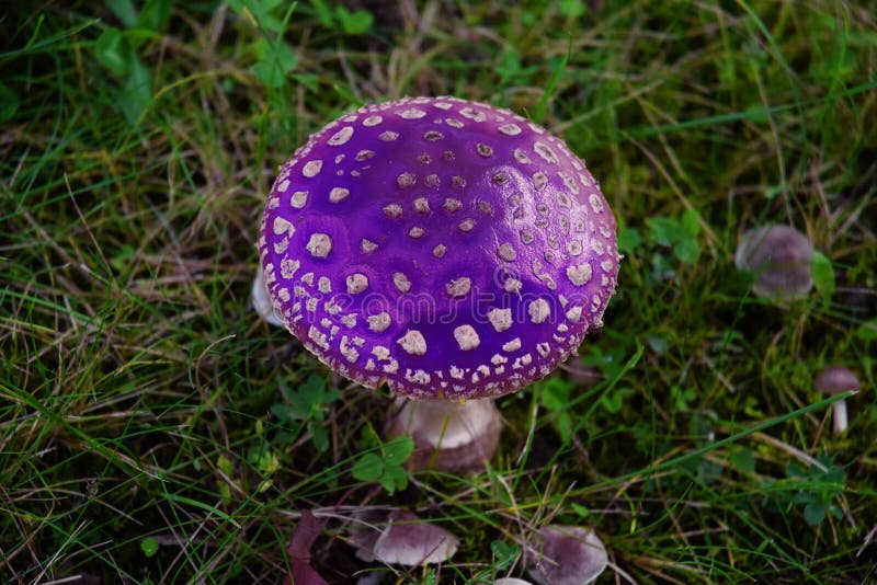 Abstract Coloured Toadstool Stock Photo Image of fairytale, magical