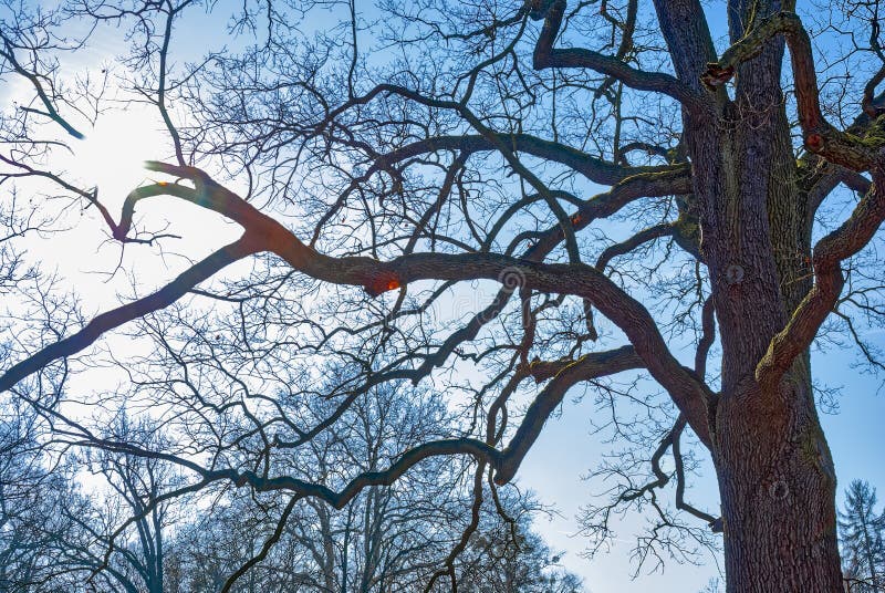 The sun pierces the tree. stock images