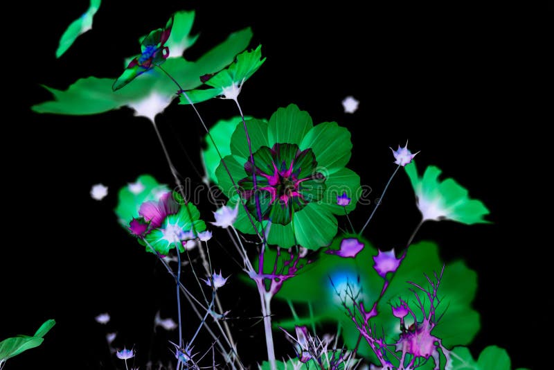 Abstract Cosmos Flower Petals Color with Effects in Black Background. Stock Photo Image of