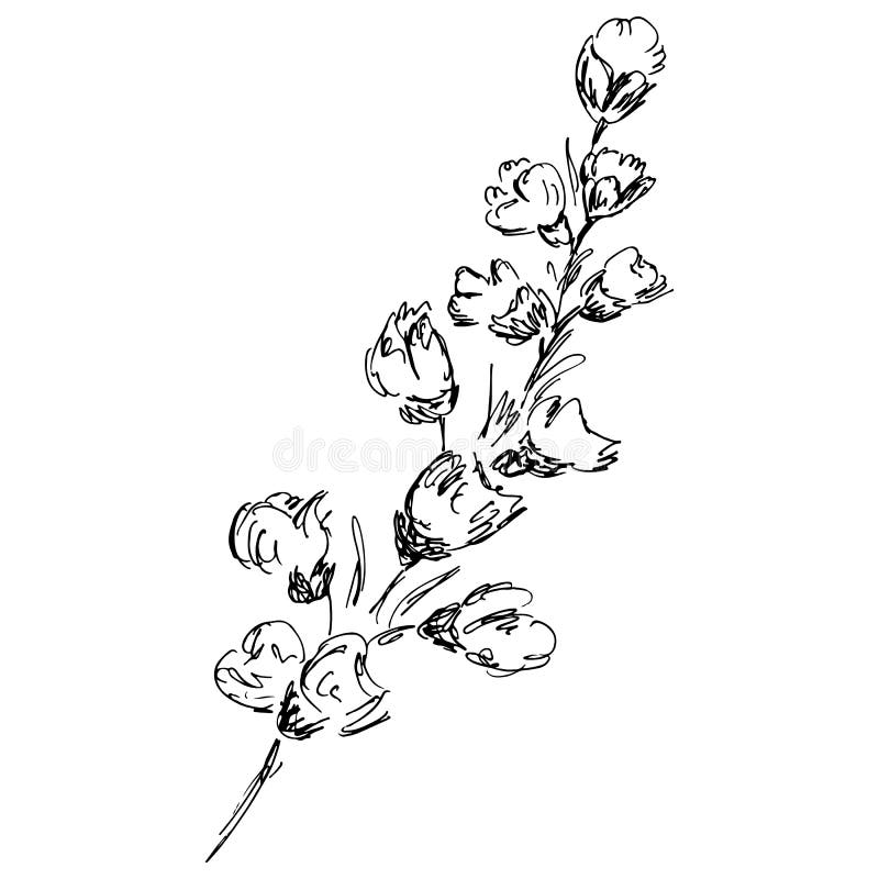 Abstract cotton branch outline icon isolated on white background. Hand Drawn vector illustration. Cotton logo vector illustration Abstract cotton branch outline icon isolated on white background. Hand Drawn vector illustration. Cotton logo vector illustration