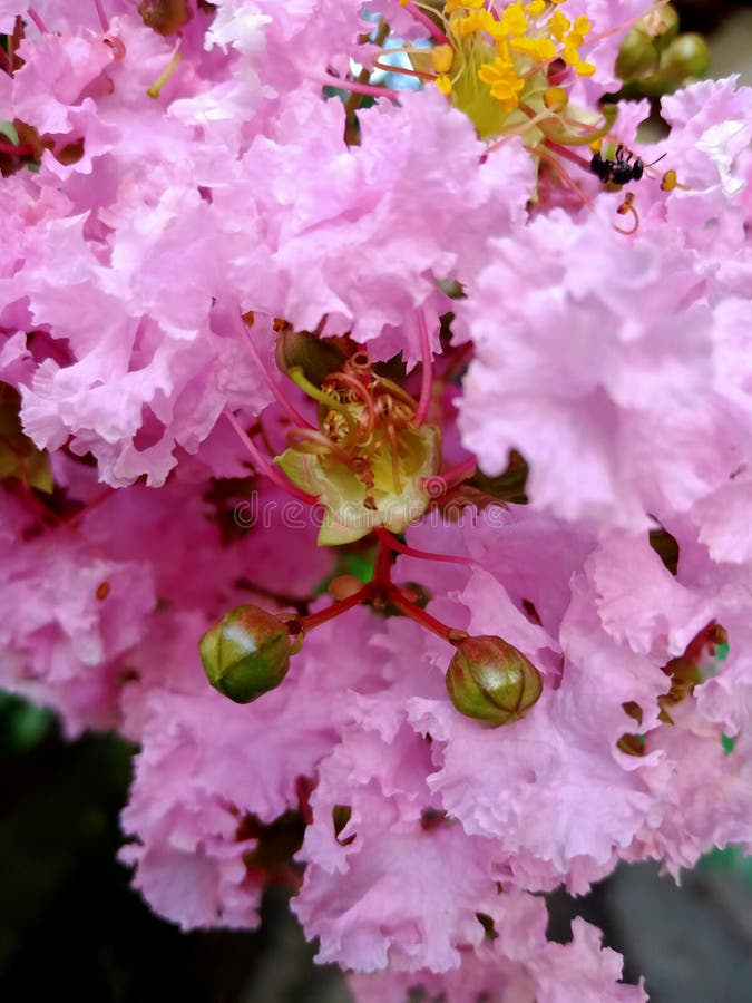 Abstract Crepe Myrtle Flower Bright Pink Color Stock Photo Image of