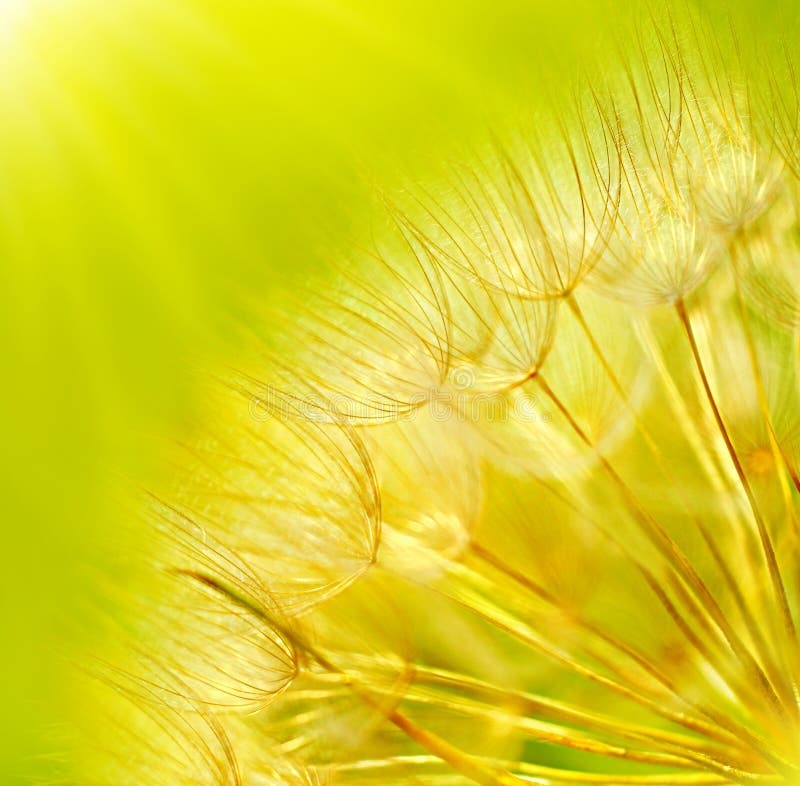 Abstract dandelion flower background stock photography