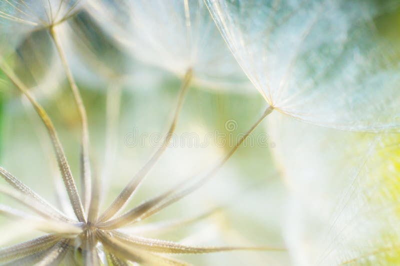 Abstract dandelion flower background, closeup with soft foc