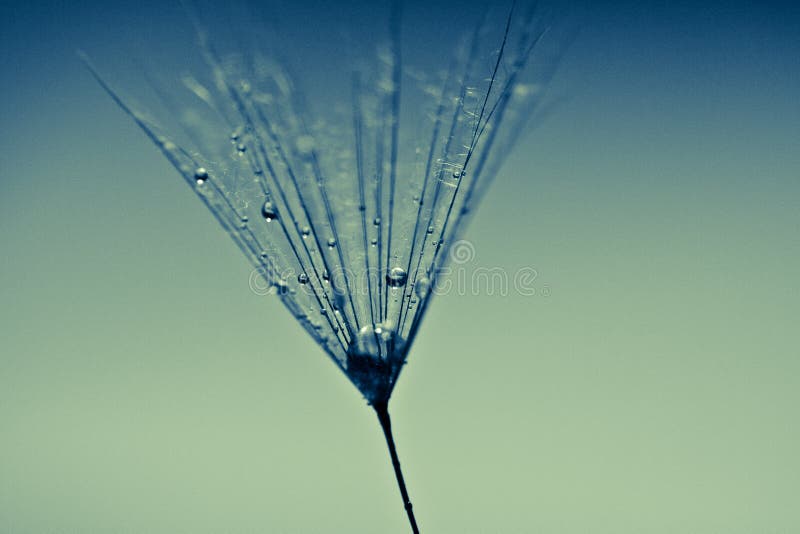 Abstract dandelion flower background, extreme closeup. royalty free stock images Abstract dandelion flower background, extreme closeup. royalty free stock images