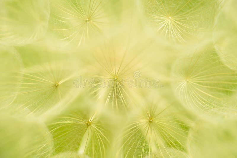 Abstract dandelion flower background. Seed macro close-up. royalty free stock photo Abstract dandelion flower background. Seed macro close-up. royalty free stock photo