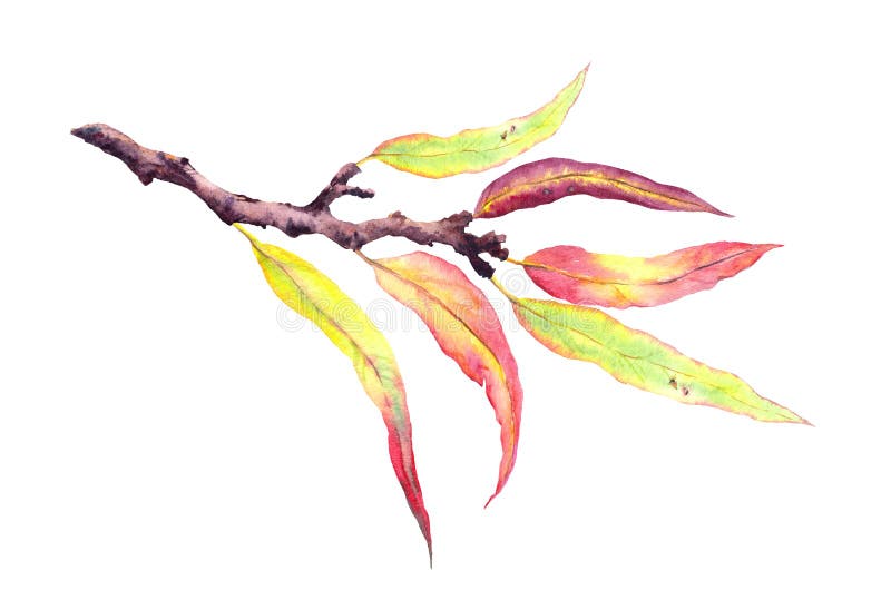 Abstract decorative autumn leaves on branch. Watercolor stock illustration
