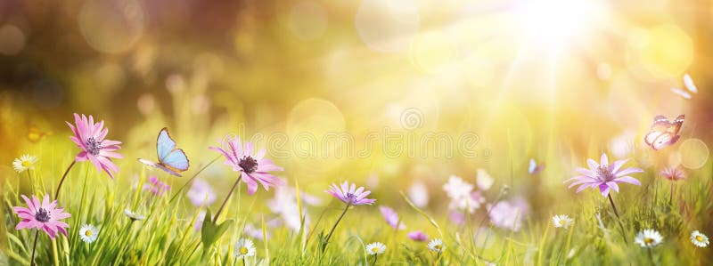 Abstract Defocused Spring - Purple Daisies