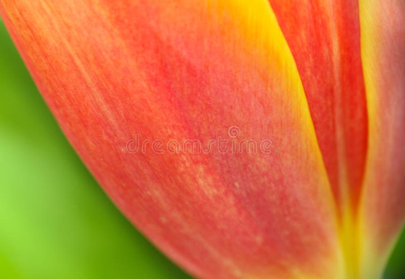 Abstract details of red, yellow and orange tulip flower petals high magnification close-up macro photo with shallow depth of field