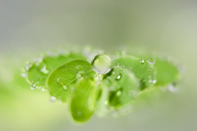 Abstract dews on leaves